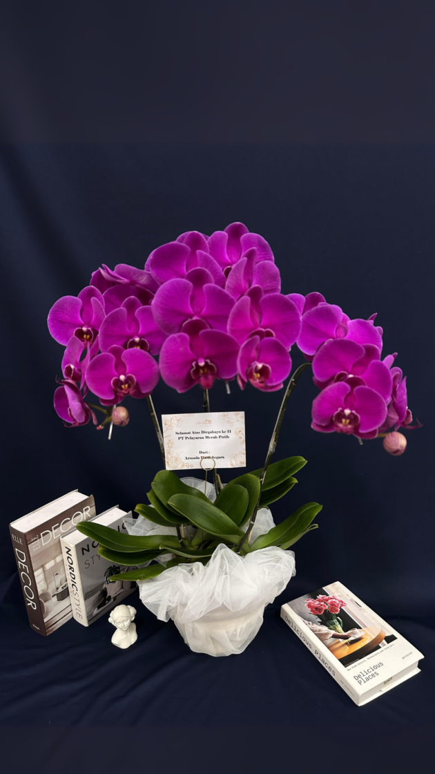 Bennia - Vase Orchid